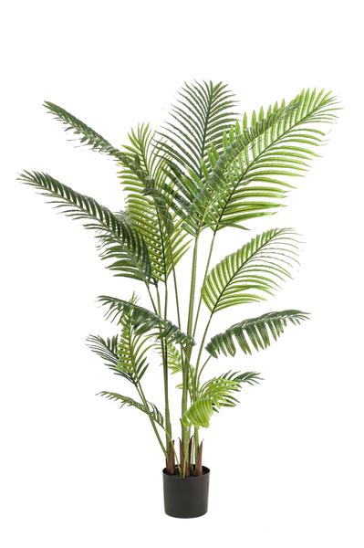Howea Forsteriana  - Paradijspalm - Kunstplant - ↨160 cm