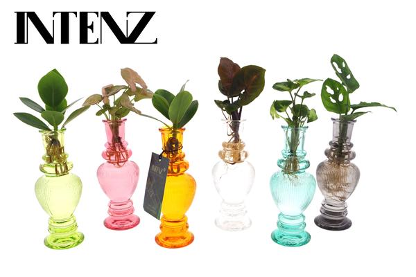 Kamerplanten Mix in Venice Glas - 6 stuks - ↨20cm - Ø7cm