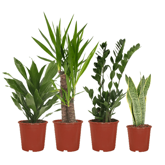 Makkelijke plantenbox - 4 kamerplanten - ↨40 a 85cm - Ø14 a 17cm