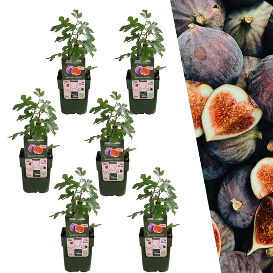 Biologische Vijgenbomen - 6 stuks - ↨20cm - Ø13cm