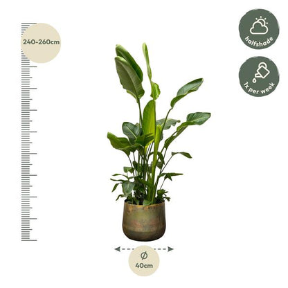 Strelitzia Nicolai de luxe XXL - ↨250cm - Ø40cm