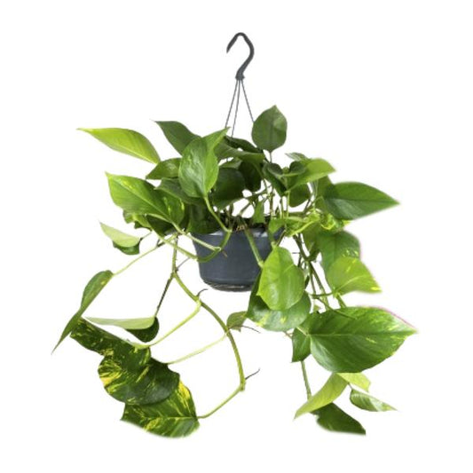 Epipremnum Aureum  - ↨25cm - Ø15cm