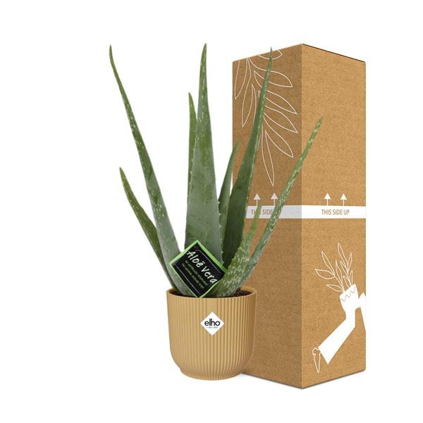Aloe Vera - ↨45cm - Ø12cm - incl. pot Geel - Ø14cm