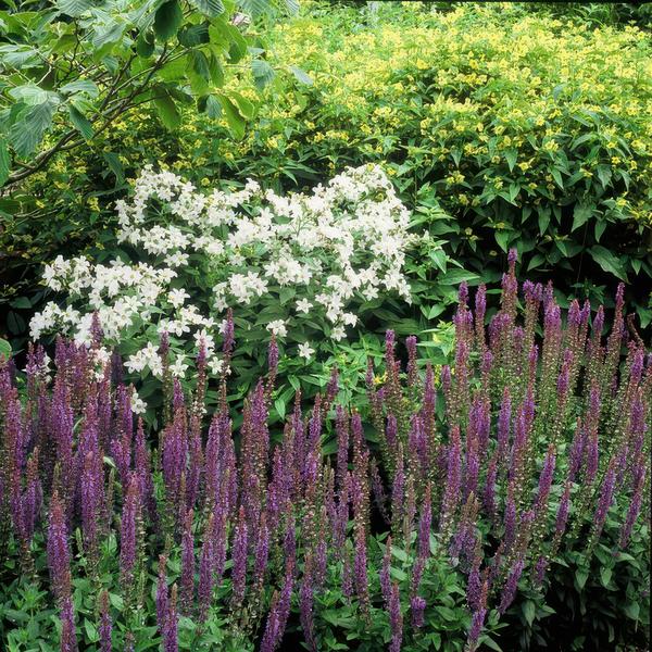 Salvia nem. 'Ostfriesland' - 6 stuks - ↨10 a 25cm - Ø9cm