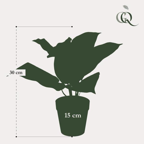 Scindapsus Pictus - Geluksplant - Kunstplant - ↨30cm