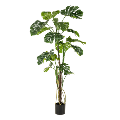 Monstera - Gatenplant - Kunstplant - ↨180cm