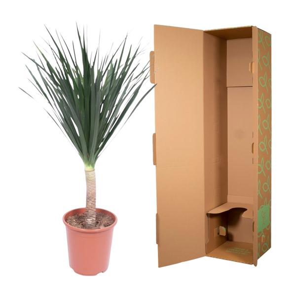 Dracaena Draco - ↨140cm - Ø27cm