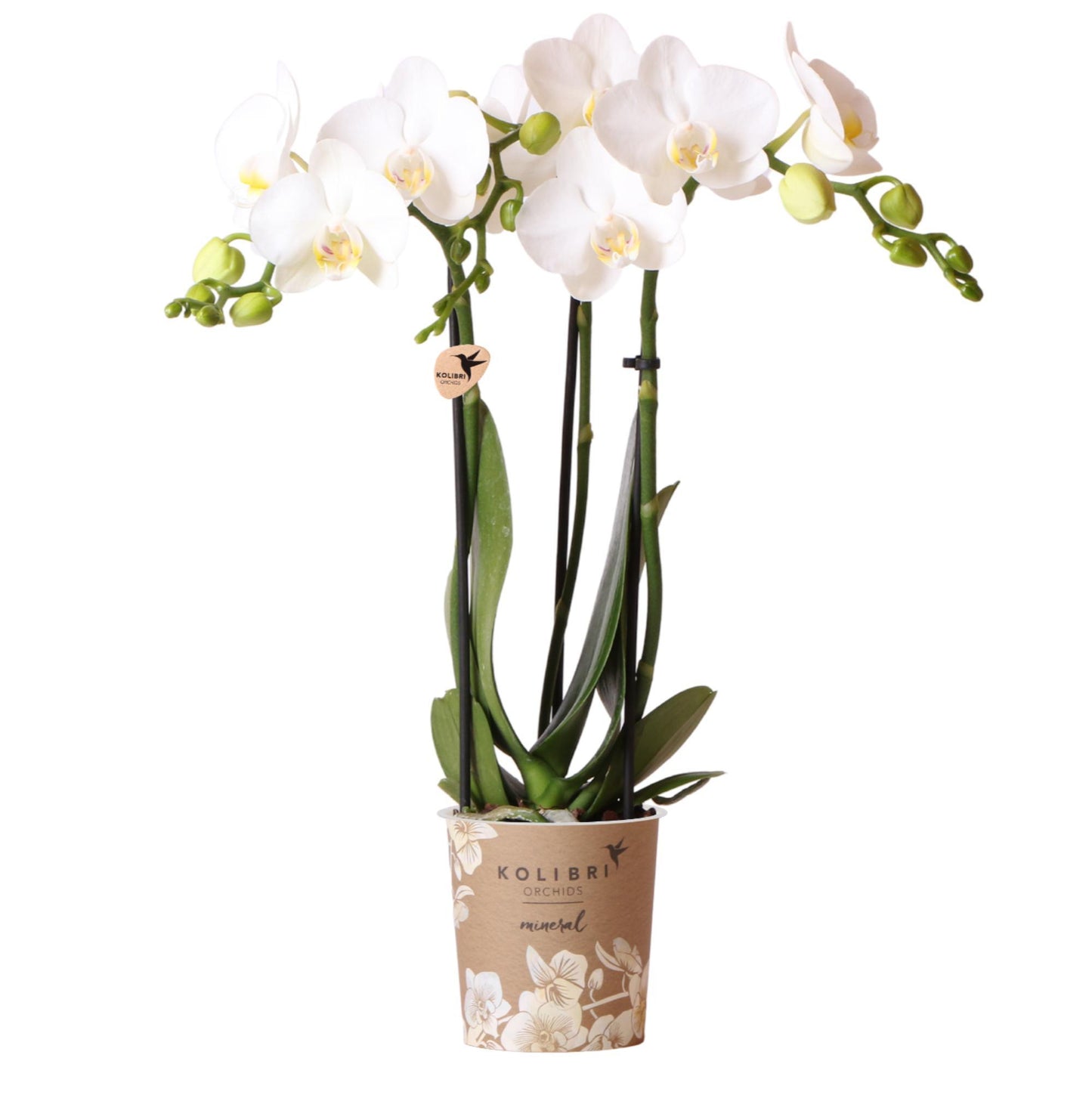 Witte Phalaenopsis orchidee - Ø9cm