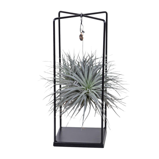 Tillandsia Cube - ↨20cm - Ø20cm