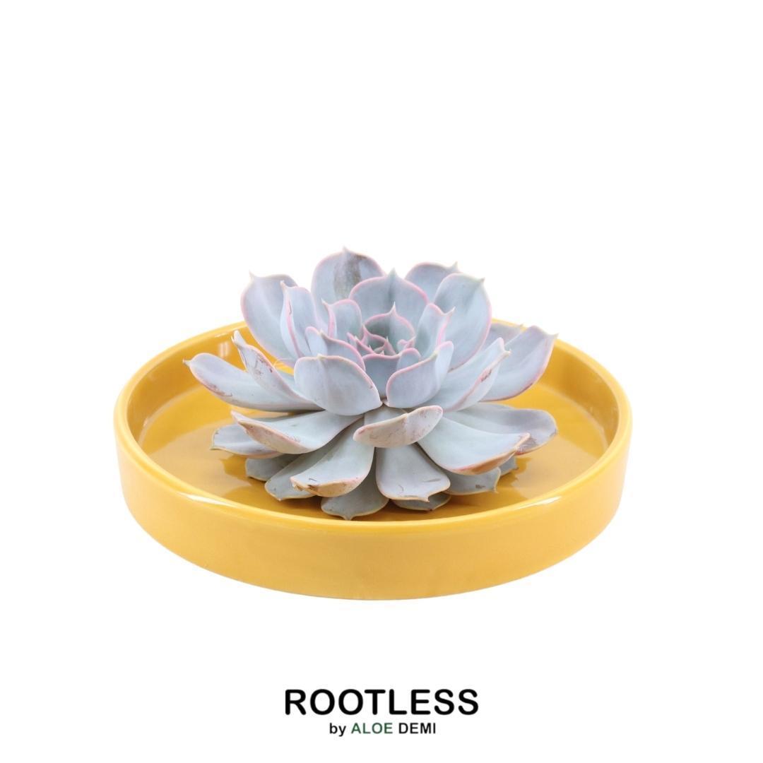 Succulent Echeveria Lilacina in schaal geel - ↨5cm - Ø20cm