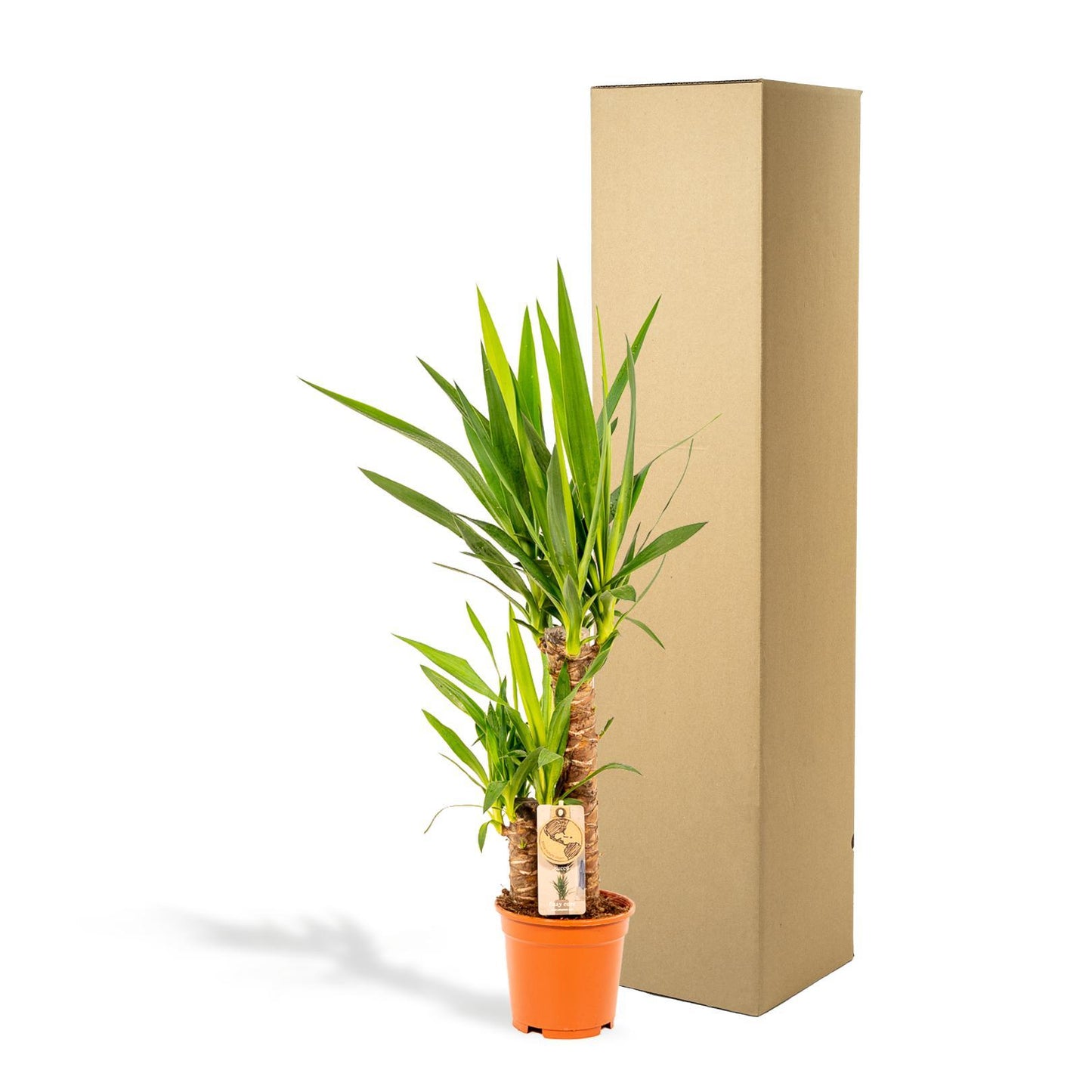 Yucca - ↨90cm - Ø17cm