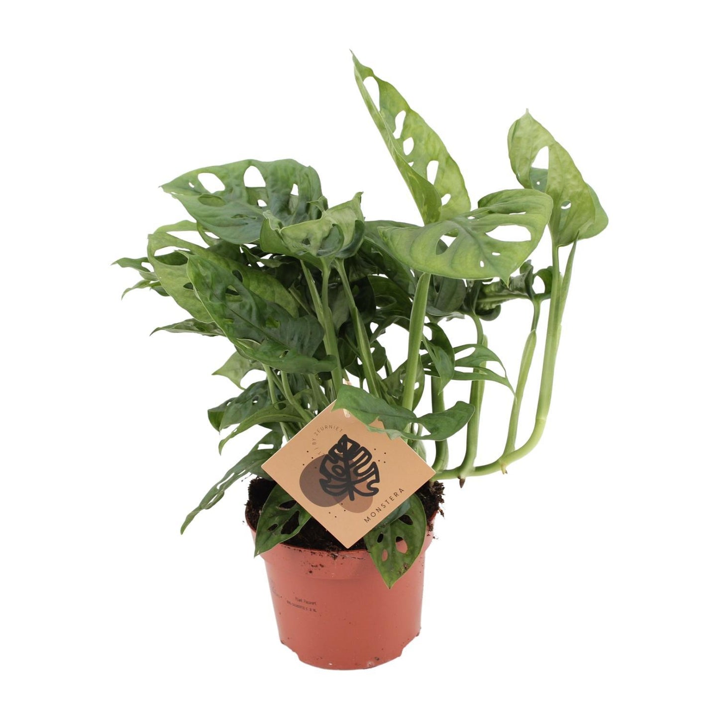 Monstera Monkey - ↨30cm - Ø12cm