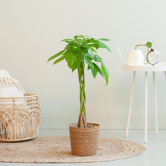 Pachira Aquatica met Sofia mand naturel - ↨80cm -Ø21cm