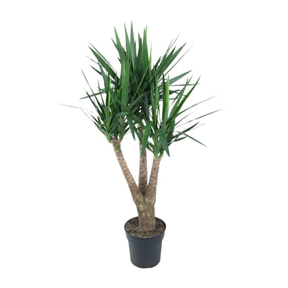 Yucca Elephantipe vertakt - ↨150cm - Ø31cm