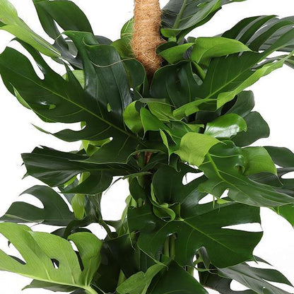 Monstera Deliciosa mosstok - met Albury natural mand - ↨150cm - Ø27cm