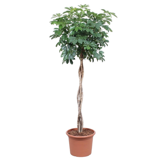 Schefflera Arboricola Compacta gevlochten stam - ↨190cm - Ø40cm