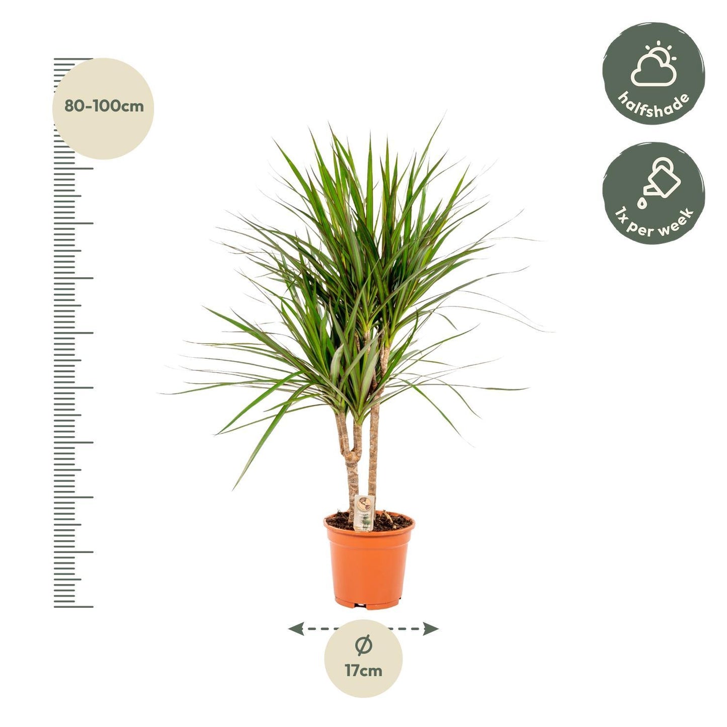 Dracaena Marginata - ↨90cm - Ø17cm