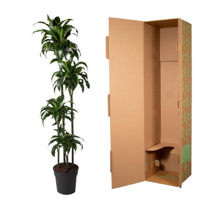 Dracaena Dorado - ↨170cm - Ø27cm