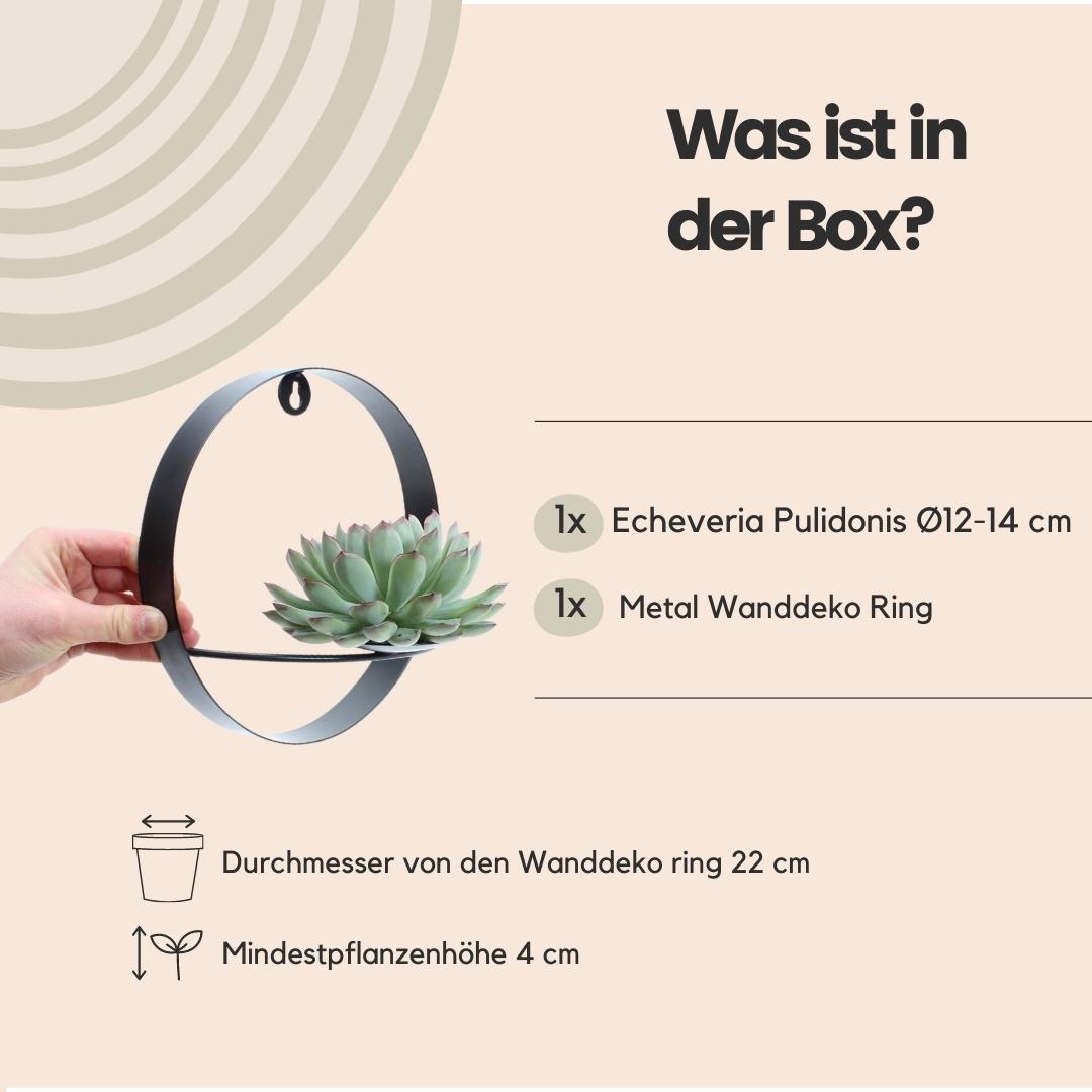 Succulent Echeveria Pulidonis op Muurdeco standaard zwart - ↨20cm - Ø20cm