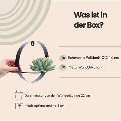 Succulent Echeveria Pulidonis op Muurdeco standaard zwart - ↨20cm - Ø20cm