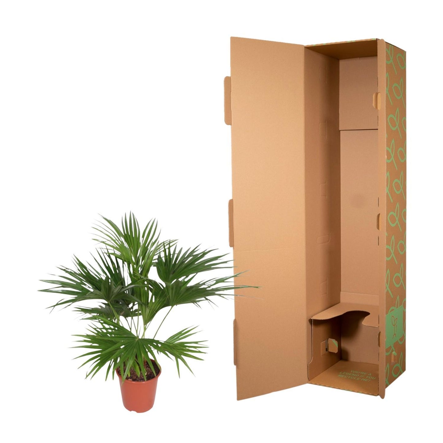 Livistona Chinensis - ↨150cm - Ø27cm