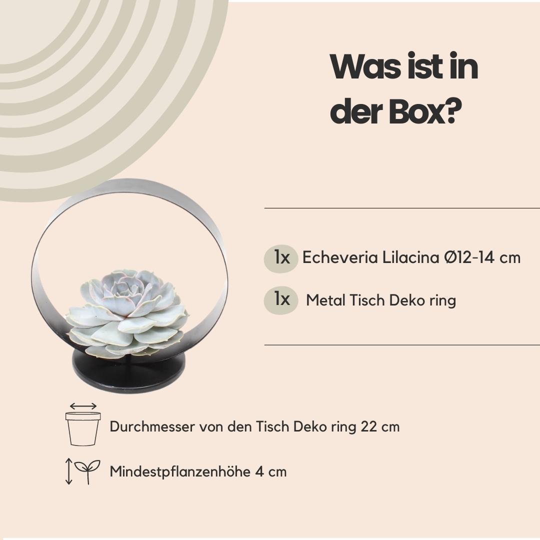 Succulent Echeveria Lilacina op tafelstandaard -↨20cm - Ø20cm