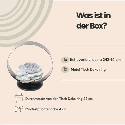 Succulent Echeveria Lilacina op tafelstandaard -↨20cm - Ø20cm