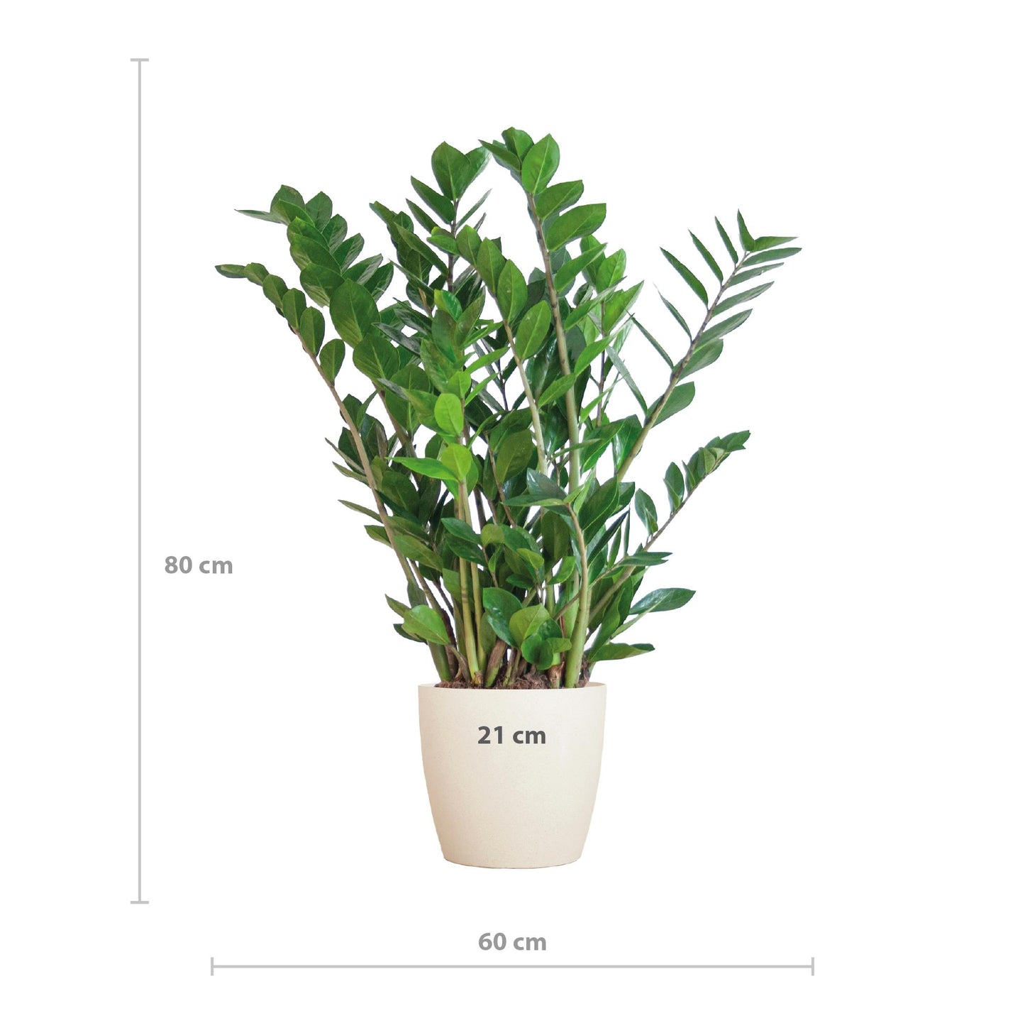 Zamioculcas Zamiifolia met bloempot wit - ↨30cm - Ø12cm