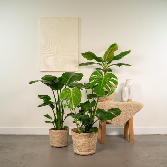 Set van 3 kamerplanten; Monstera Deliciosa, Alocasia Zebrina en Strelitzia Nicolai - met manden Selin - ↨75cm - Ø19 / Ø21cm
