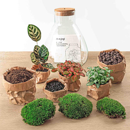 DIY terrarium Sam Calathea met LED - ↨30cm - Ø24,5cm
