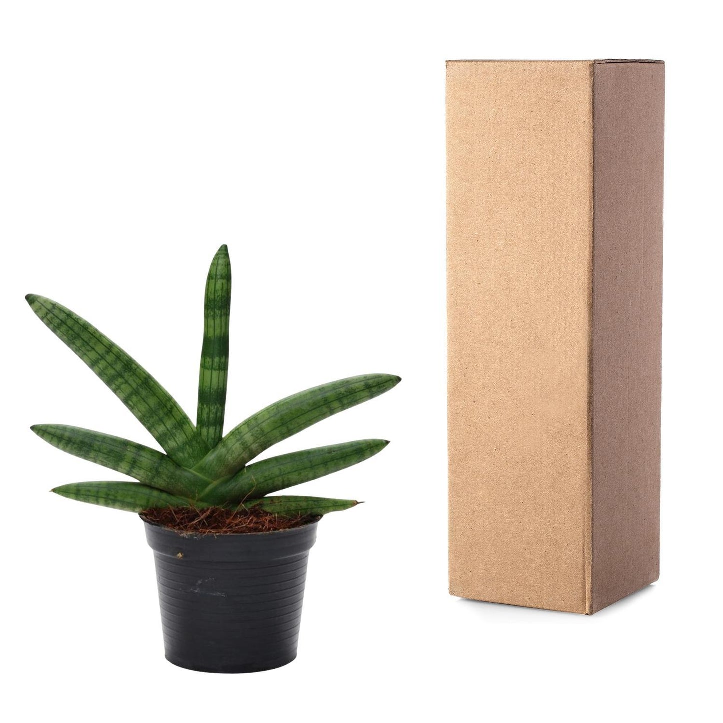 Sansevieria Skyline - ↨25cm - Ø10,5cm