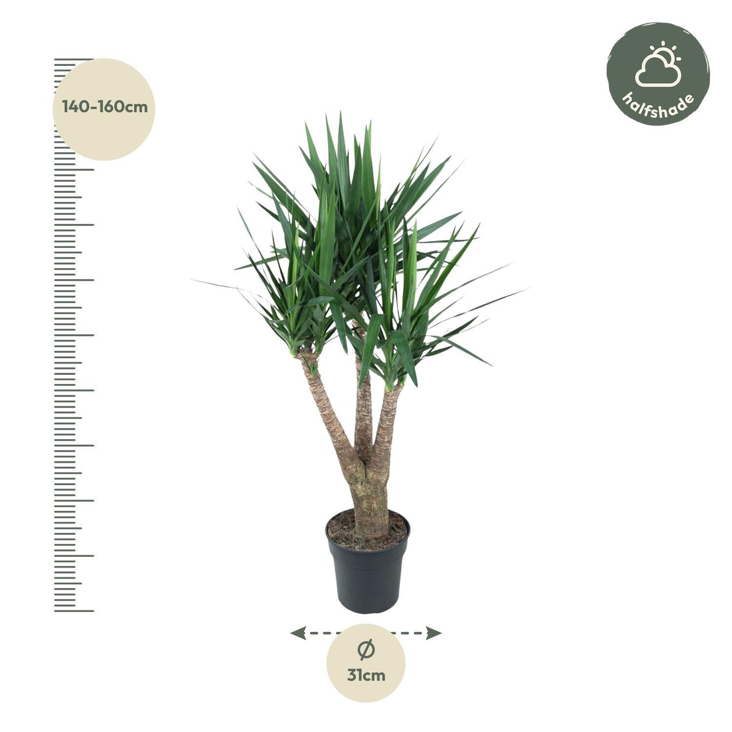 Yucca Elephantipe vertakt - ↨150cm - Ø31cm