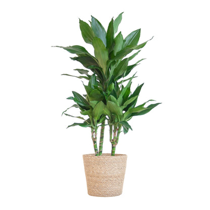 Dracaena Janet Lindt met Sofia mand naturel - ↨95cm - Ø21