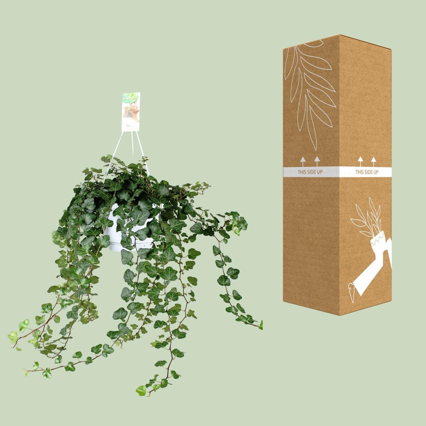 Hedera Helix Wonder - ↨70cm - Ø17cm