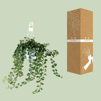 Hedera Helix Wonder - ↨70cm - Ø17cm