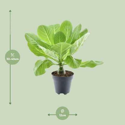 Brighamia Insignis 'Hawaii Palm' - ↨37cm - Ø12cm