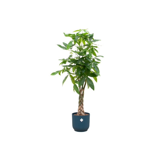 Pachira Aquatica - incl. bloempot Blauw - ↨160cm - Ø30cm