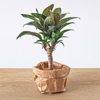 Mini-palm - Cordyline fruticosa 'Purple Compacta' - Terrarium plant - Ø6cm
