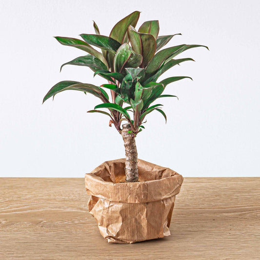 Mini-palm - Cordyline fruticosa 'Purple Compacta' - Terrarium plant - Ø6cm