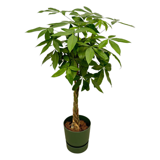 Pachira Aquatica - incl. bloempot Groen - ↨160cm - Ø30cm
