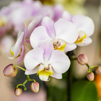 Roze phalaenopsis orchidee Portugal + Mosa sierpot roze - Ø9cm