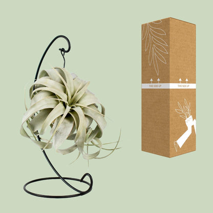 Tillandsia King Xero - ↨23cm - Ø12