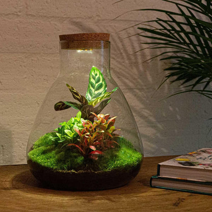 DIY terrarium Sam Calathea met LED - ↨30cm - Ø24,5cm