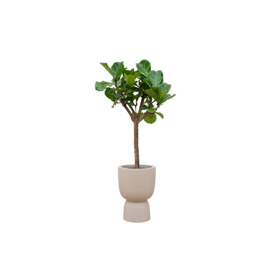 Ficus Lyrata boom incl. bloempot Beige - ↨210cm - Ø41cm