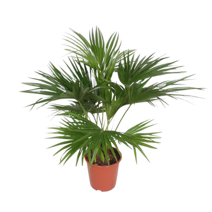 Livistona Chinensis - ↨150cm - Ø27cm