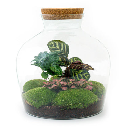 DIY terrarium Fat Joe Coffea - ↨30cm - Ø29cm