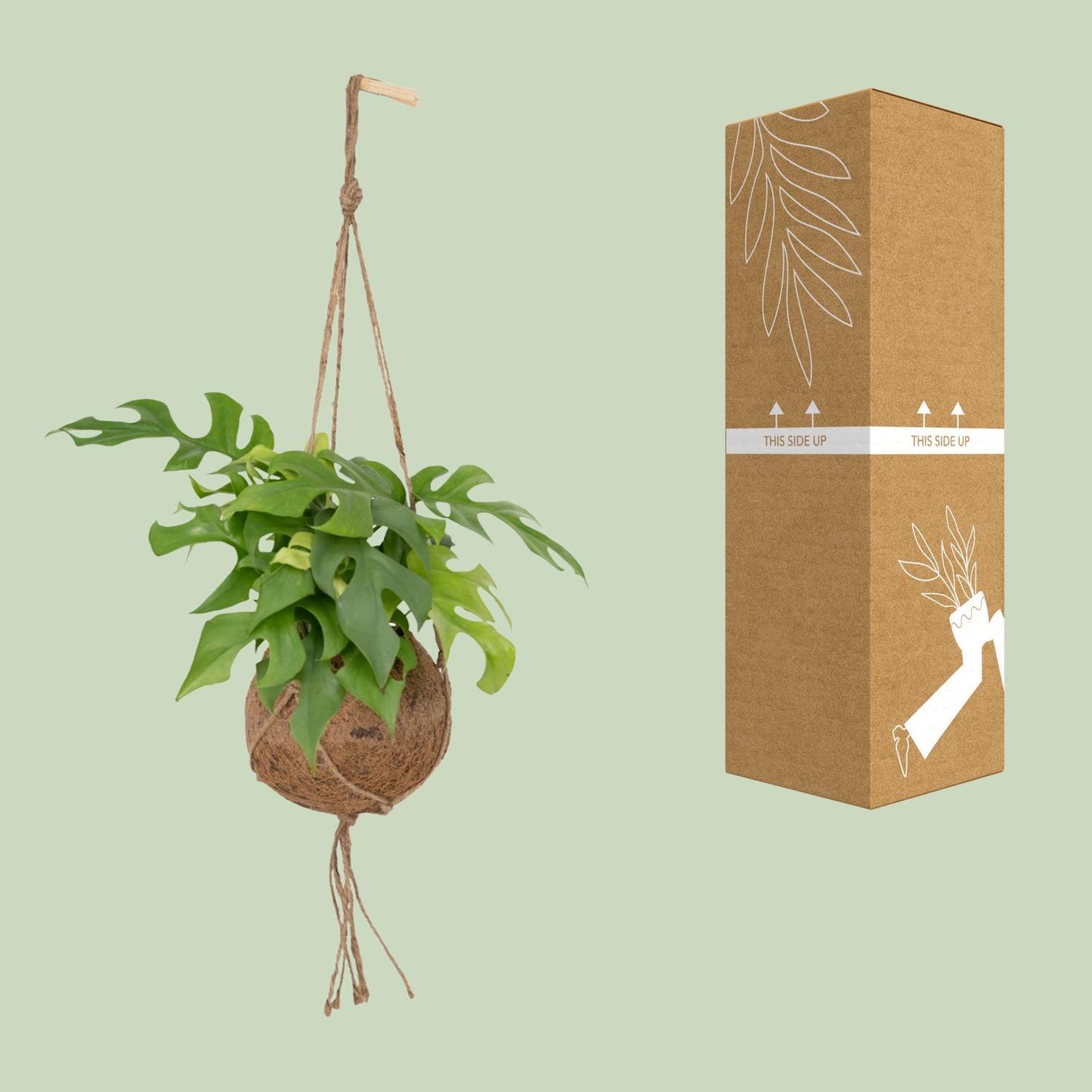 Kokodama Monstera Minima Hang - Gatenplant - ↨25cm - Ø15cm