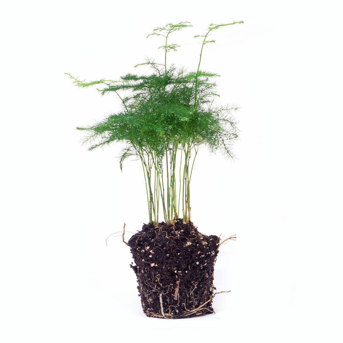 Asparagus Setaceuse Plumosus – Sierasperge - Terrarium plant - Ø6cm