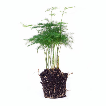 Asparagus Setaceuse Plumosus – Sierasperge - Terrarium plant - Ø6cm