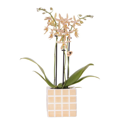 Oranje 'Spider' orchidee + Mosa sierpot oranje - Ø9cm